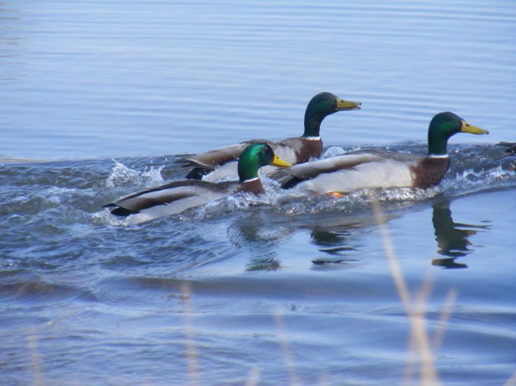 Fonds d'cran Animaux Oiseaux - Canards Canards Colvert