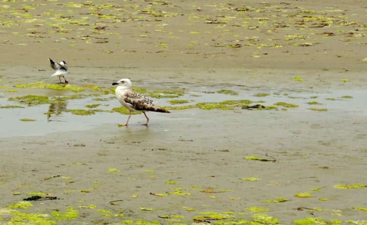 Fonds d'cran Animaux Oiseaux - Mouettes et Golands Wallpaper N310597