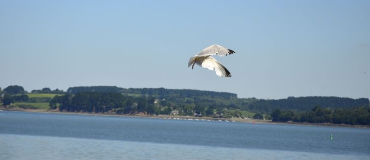 Fonds d'cran Animaux Oiseaux - Mouettes et Golands Wallpaper N310598