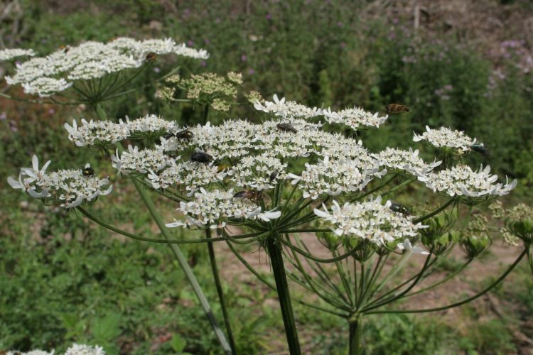 Fonds d'cran Nature Fleurs Rfectoire