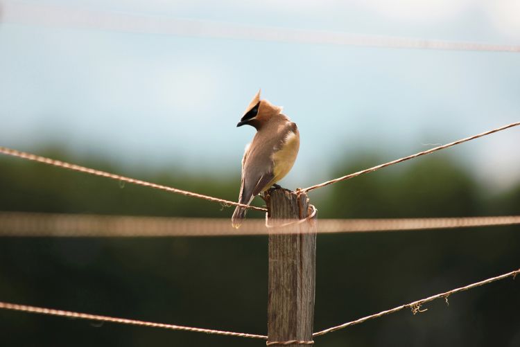 Fonds d'cran Animaux Oiseaux - Jaseurs Un Jaseur des cdres qui c'est install dans le jardin