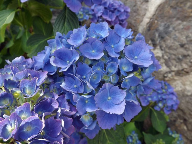 Wallpapers Nature Flowers hortensia bleu