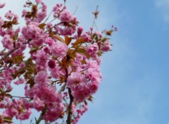  Nature Cerisier en fleurs