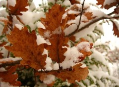  Nature Feuillage hivernal