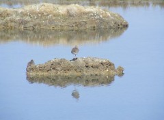  Animaux Observer