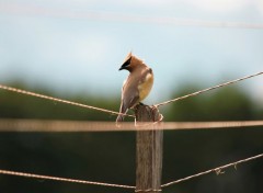  Animals Un Jaseur des cdres qui c'est install dans le jardin