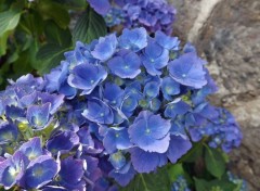  Nature hortensia bleu