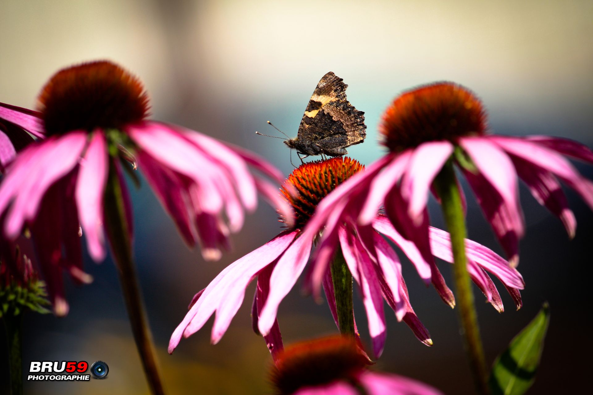 Fonds d'cran Animaux Insectes - Papillons Papillon bien entouré de fleurs roses