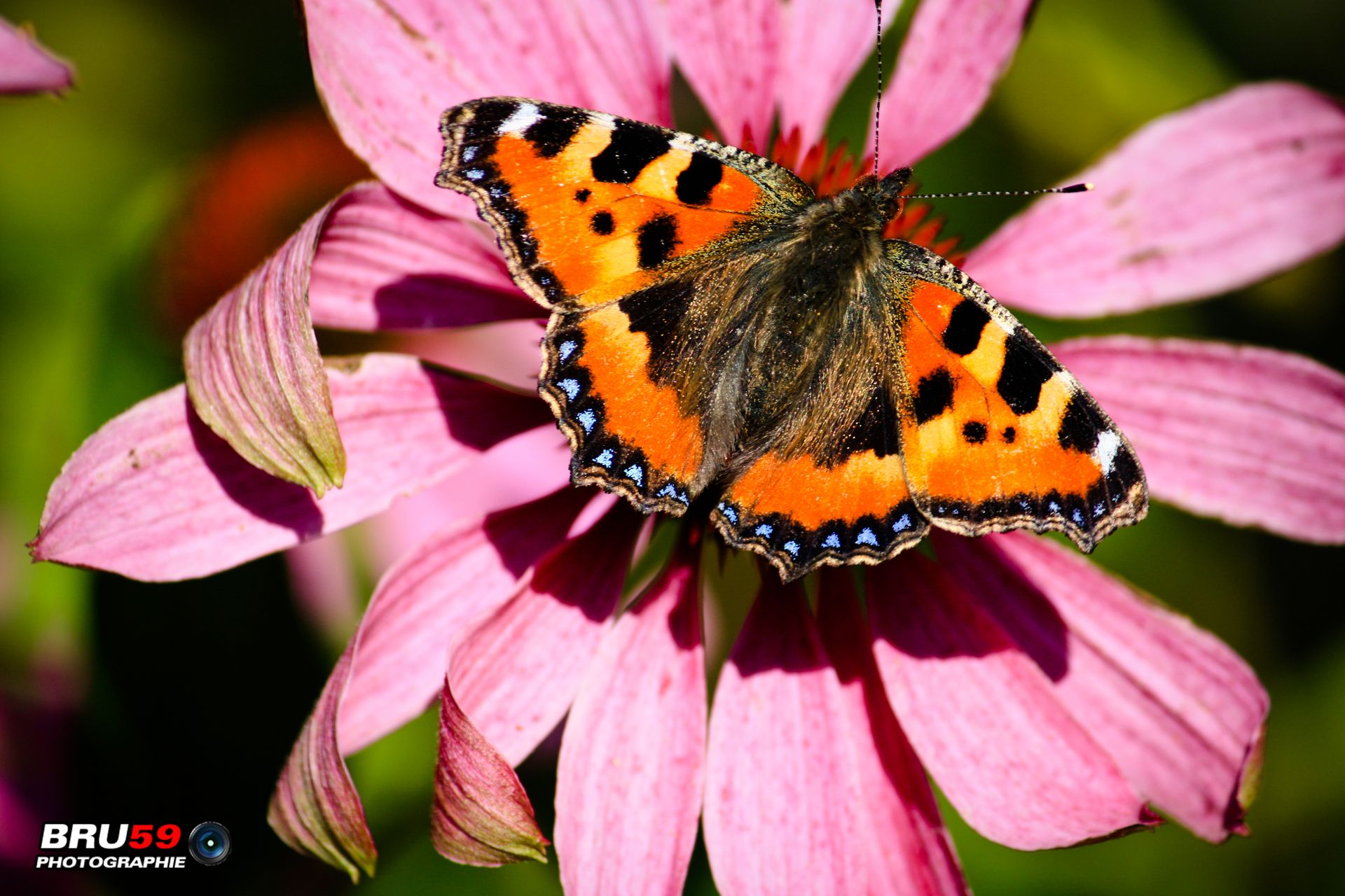 Wallpapers Animals Insects - Butterflies Papillon épanoui sur fleur rose