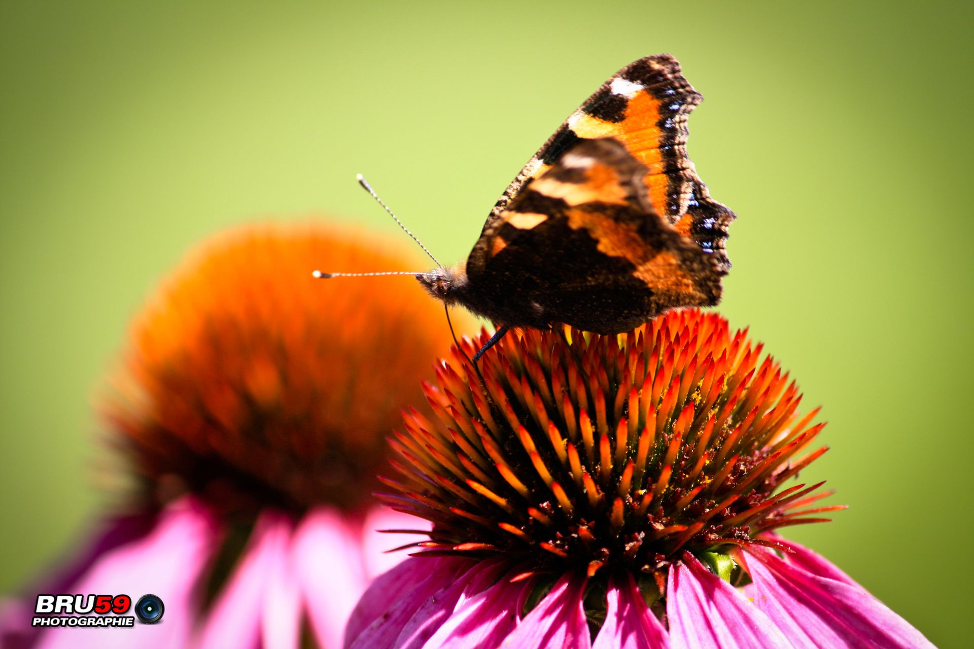 Wallpapers Animals Insects - Butterflies Papillon sur fleurs orangées