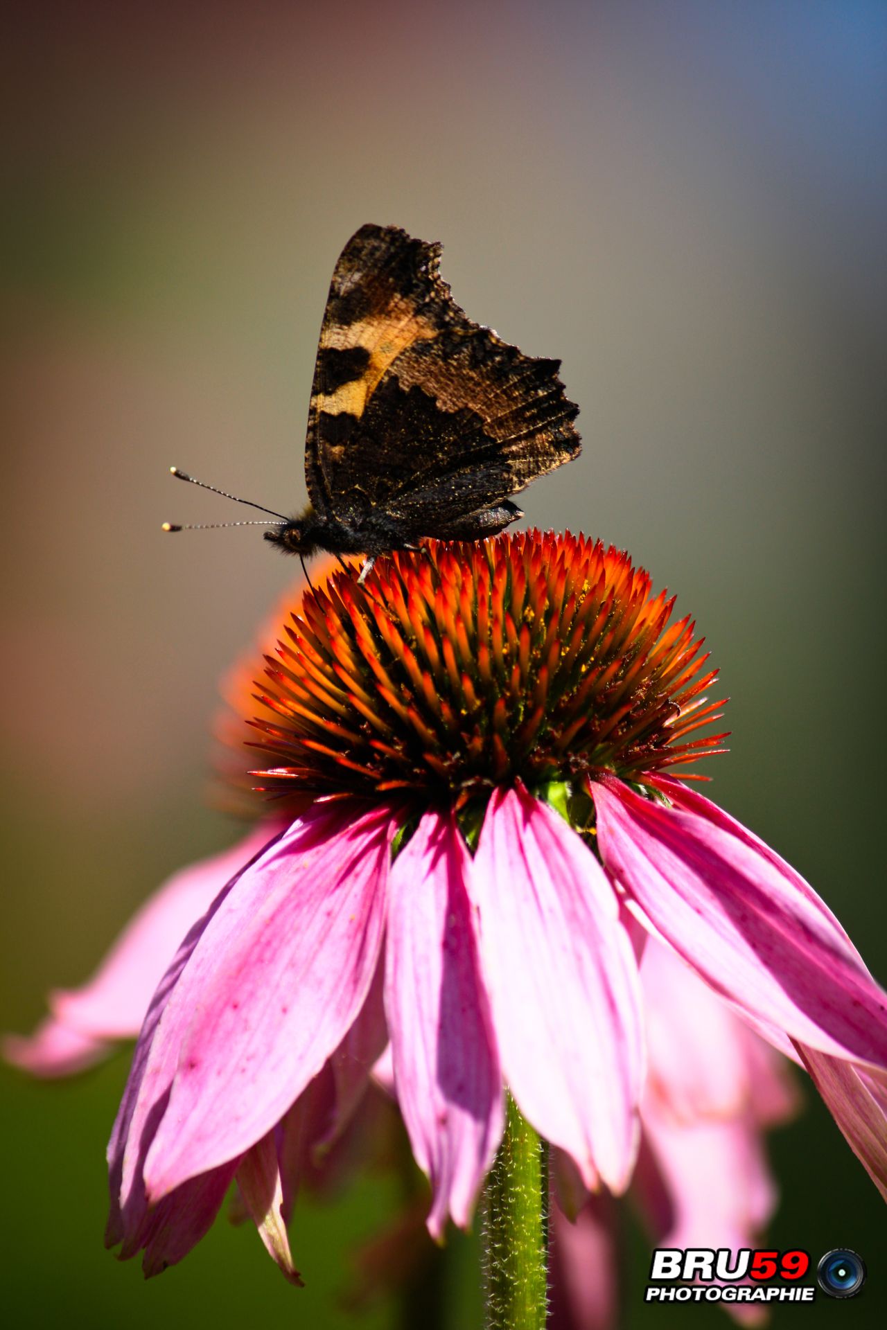 Fonds d'cran Animaux Insectes - Papillons Papillon sur son trône