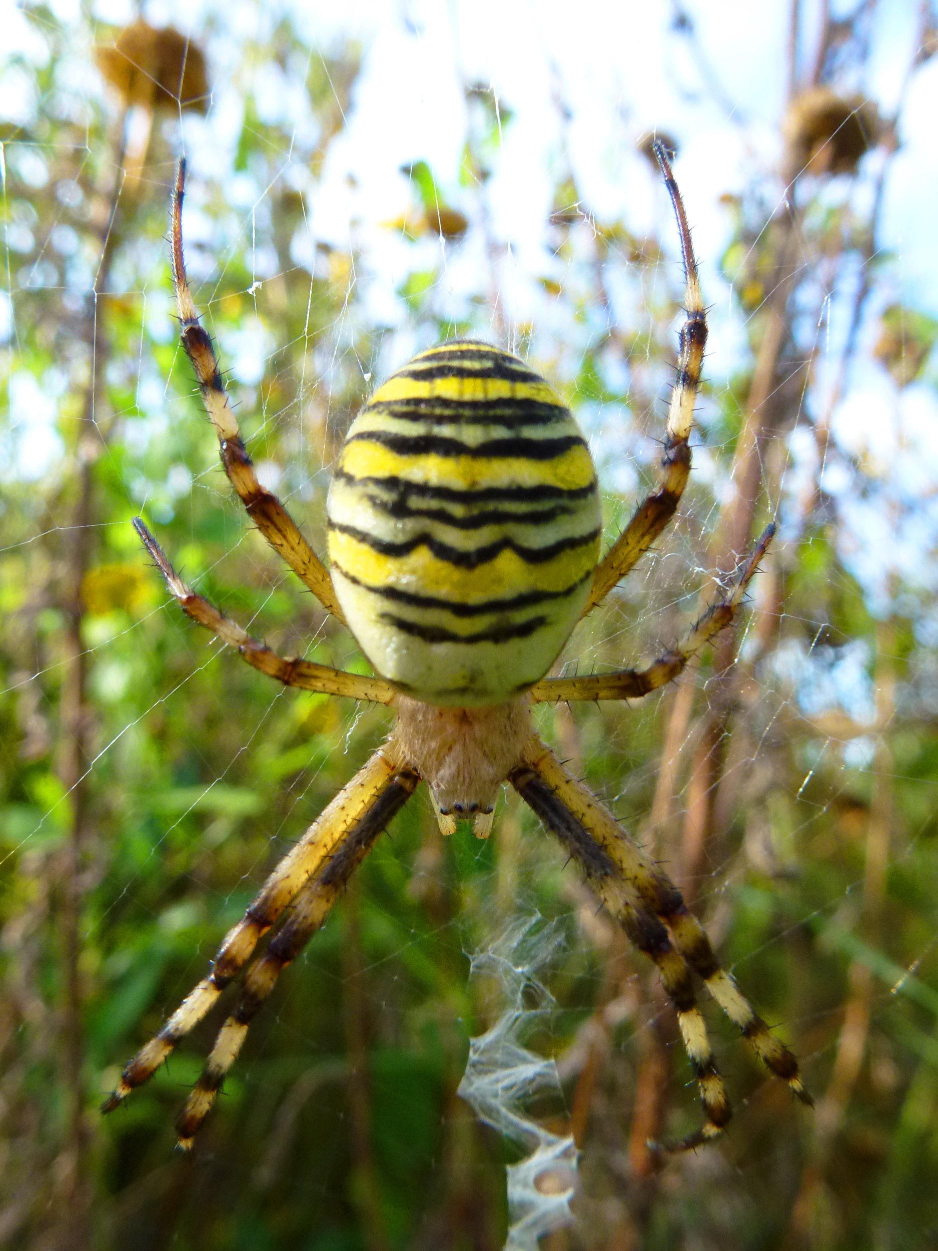 Fonds d'cran Animaux Araignes Argiope bruennichi