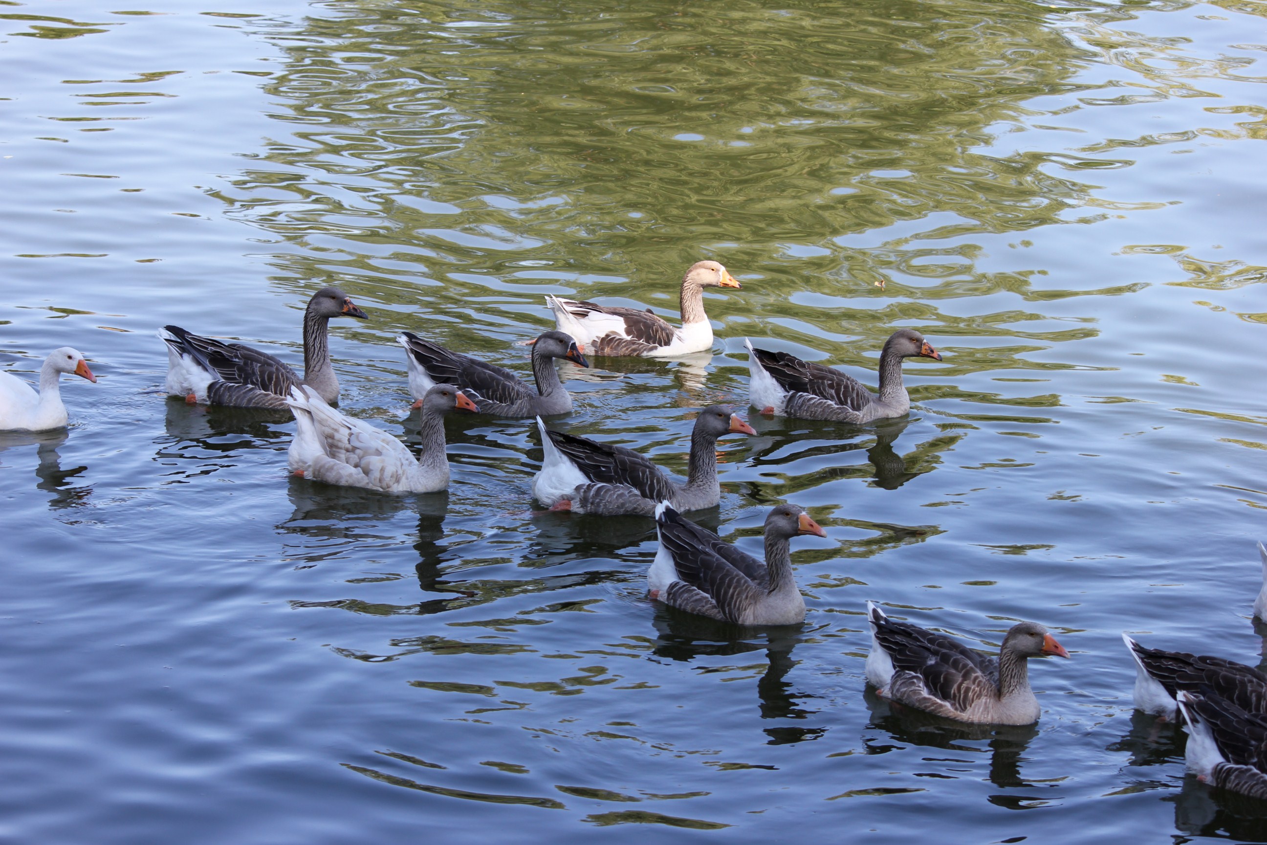 Wallpapers Animals Birds - Ducks 