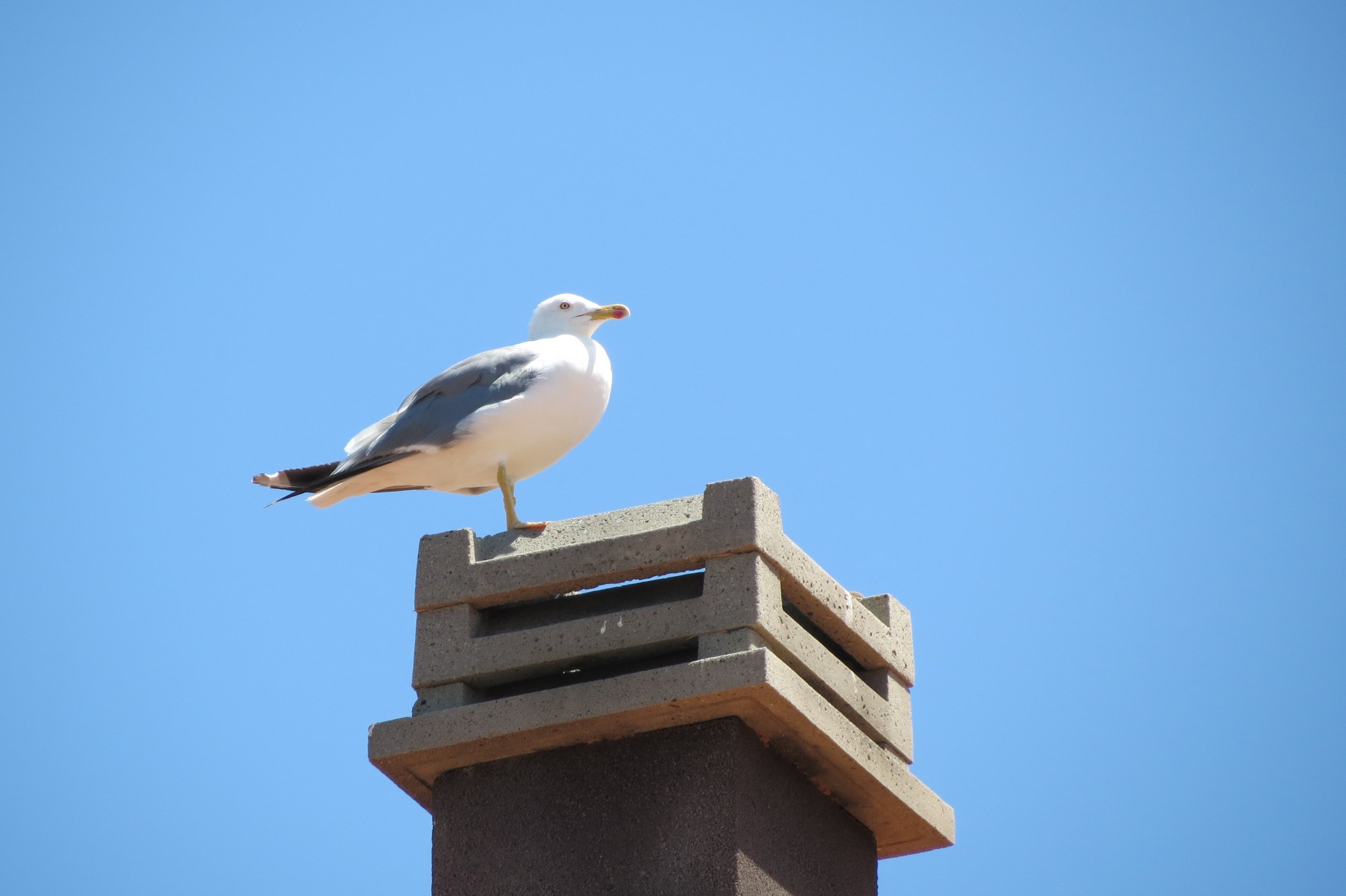 Wallpapers Animals Birds - Gulls a Bonifacio, Corse