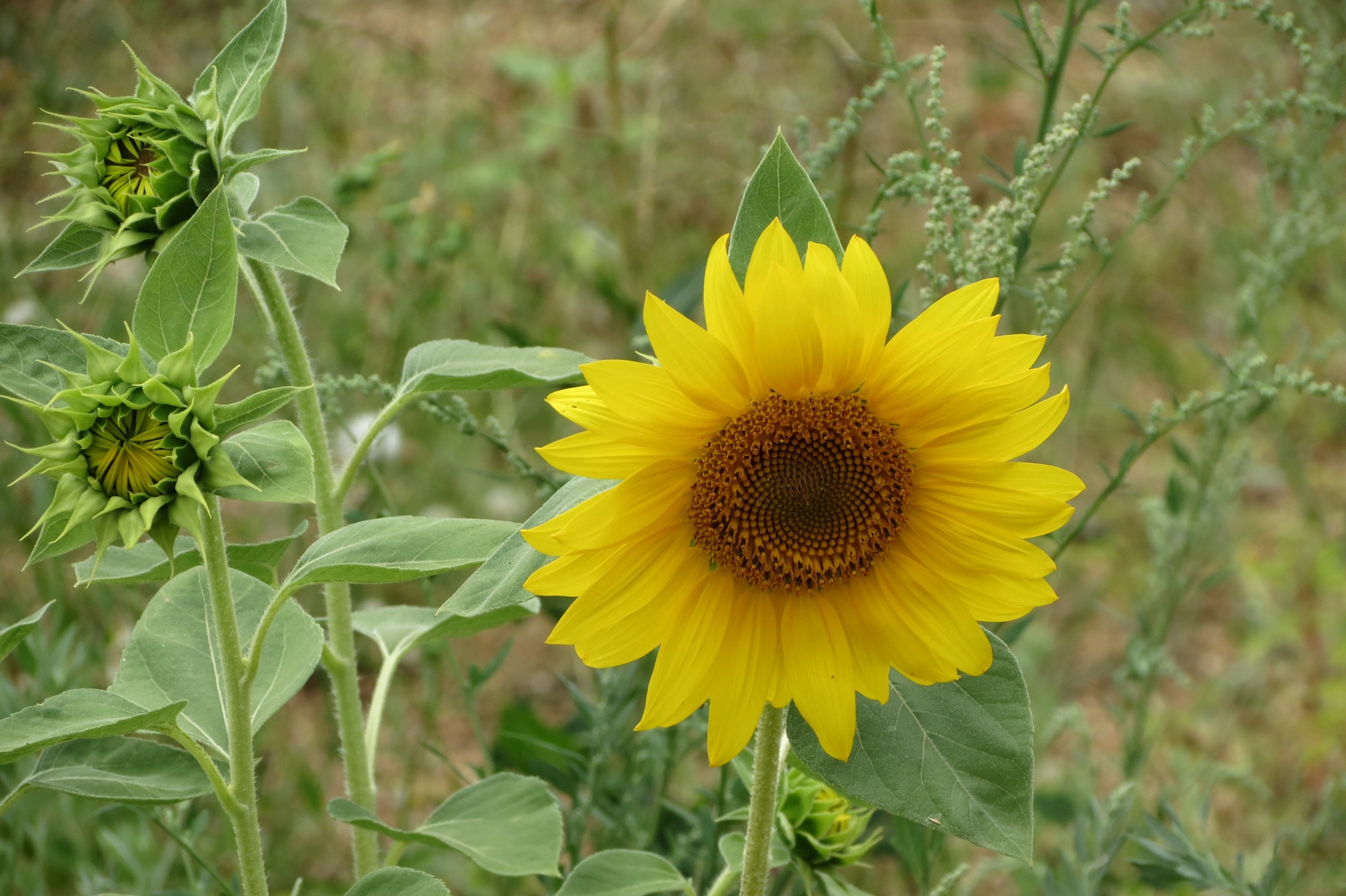 Fonds d'cran Nature Fleurs 