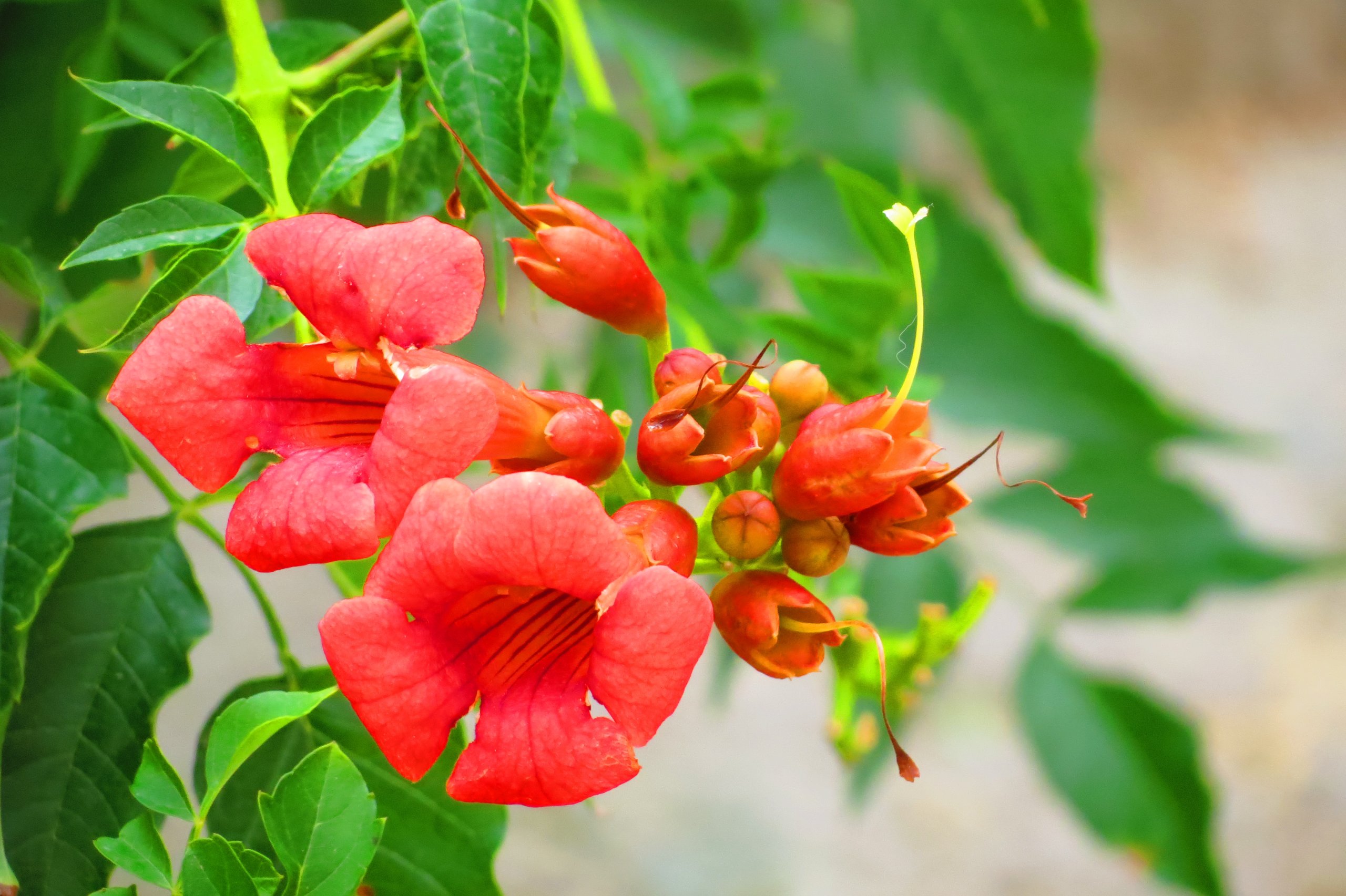 Fonds d'cran Nature Fleurs 