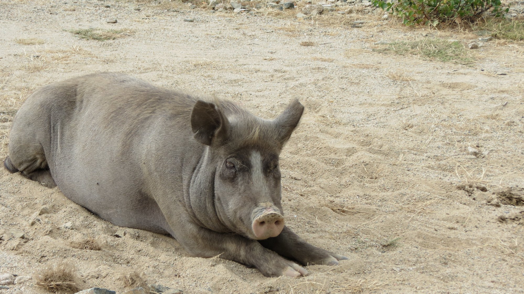 Fonds d'cran Animaux Cochons 