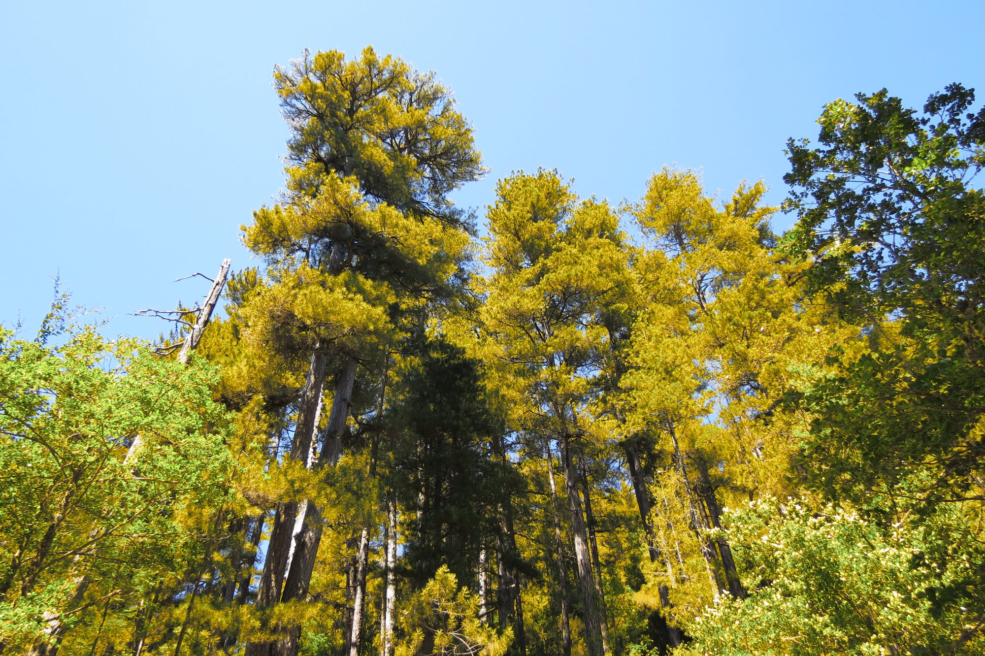 Fonds d'cran Nature Arbres - Forts 