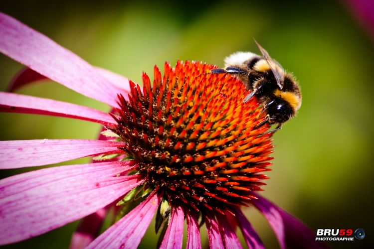 Wallpapers Animals Insects - Bees, Wasps abeille butinant sur une fleur rose et rouge