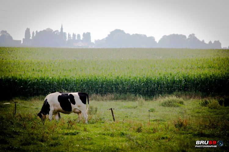 Wallpapers Animals Cows - Bulls - Beef Vache dans le champ et l'horizon