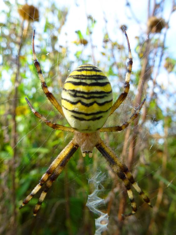 Fonds d'cran Animaux Araignes Argiope bruennichi