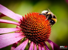  Animals abeille butinant sur une fleur rose et rouge