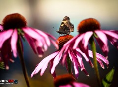  Animaux Papillon bien entouré de fleurs roses