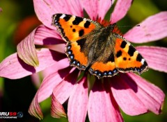  Animals Papillon épanoui sur fleur rose