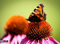  Animaux Papillon sur fleurs orangées