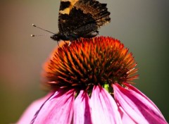  Animaux Papillon sur son trône