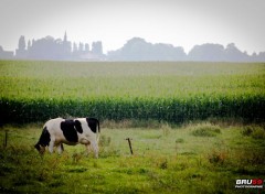  Animals Vache dans le champ et l'horizon