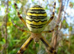  Animaux Argiope bruennichi