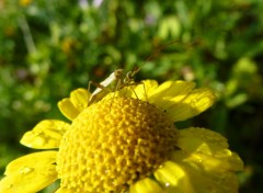  Animaux Bain de soleil