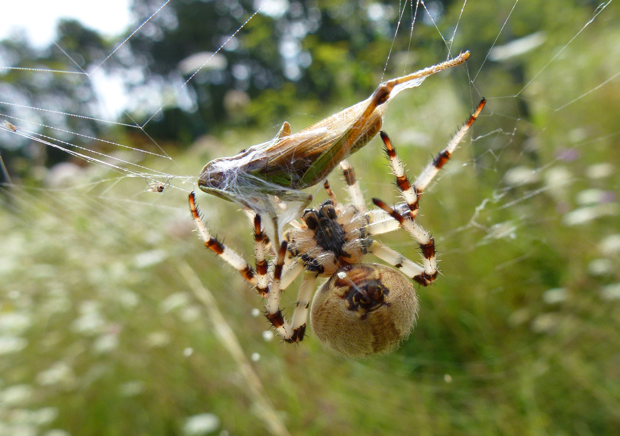 Wallpapers Animals Spiders Emballage