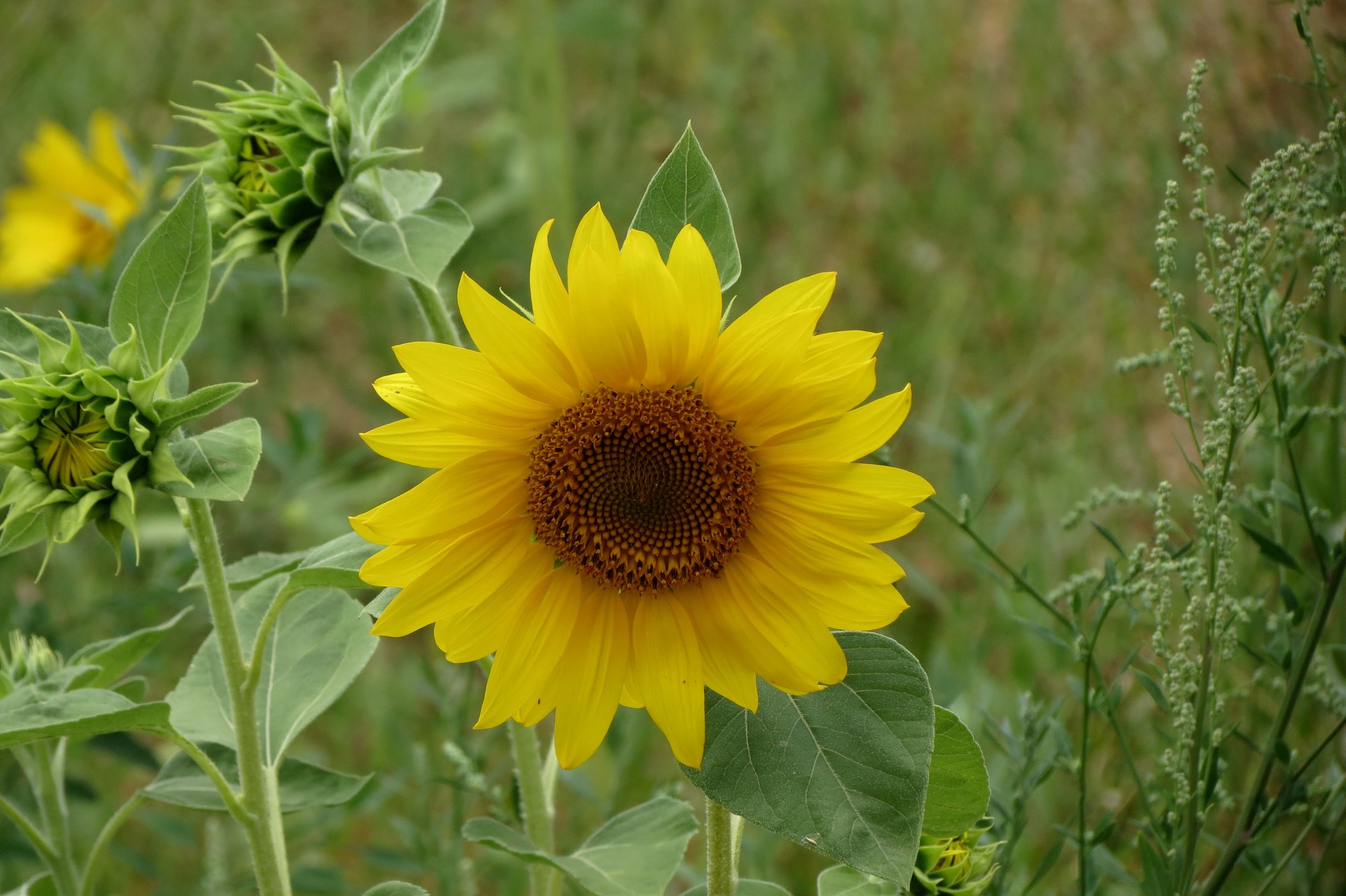 Fonds d'cran Nature Fleurs 