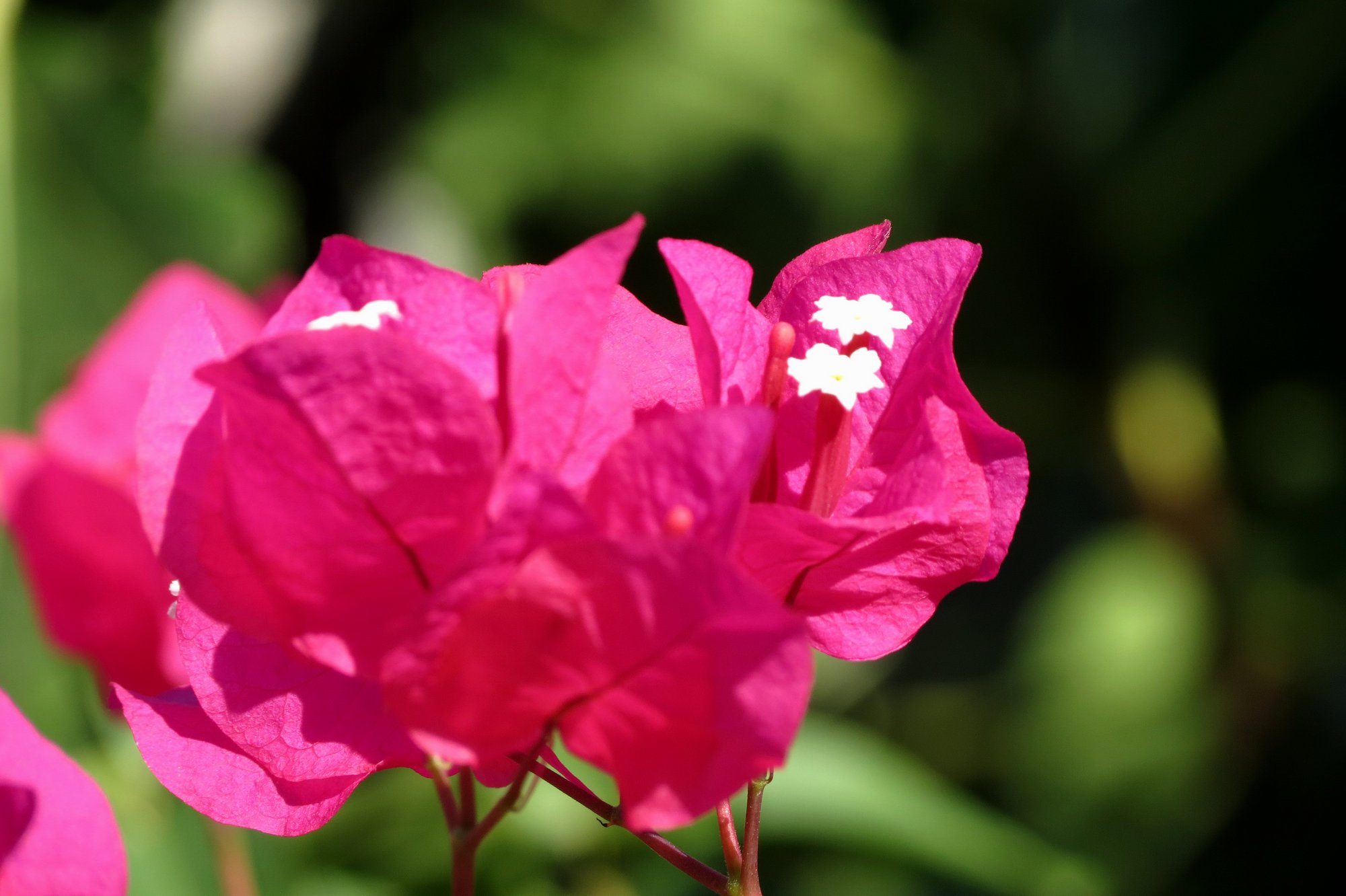 Fonds d'cran Nature Fleurs 