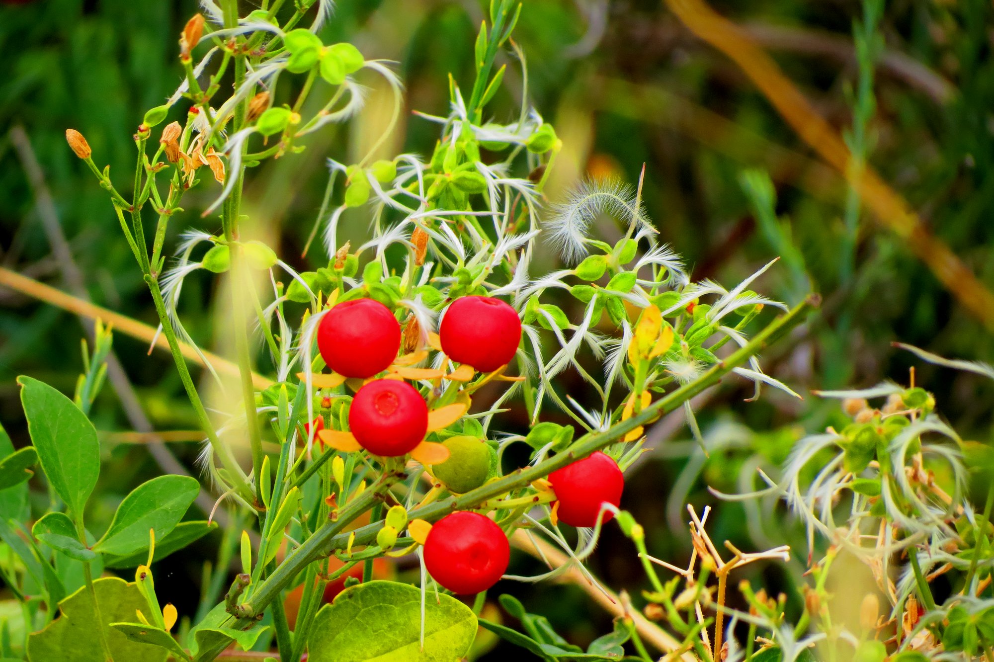 Wallpapers Nature Plants - Shrubs 