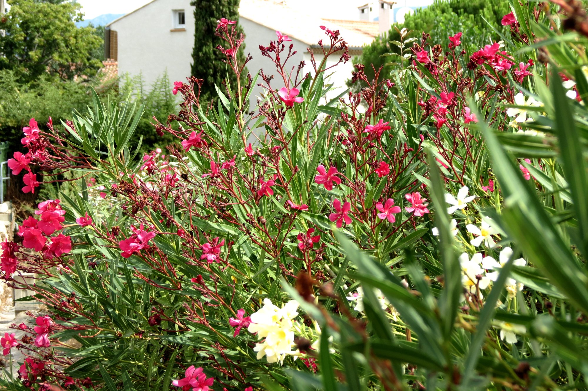 Fonds d'cran Nature Plantes - Arbustes 