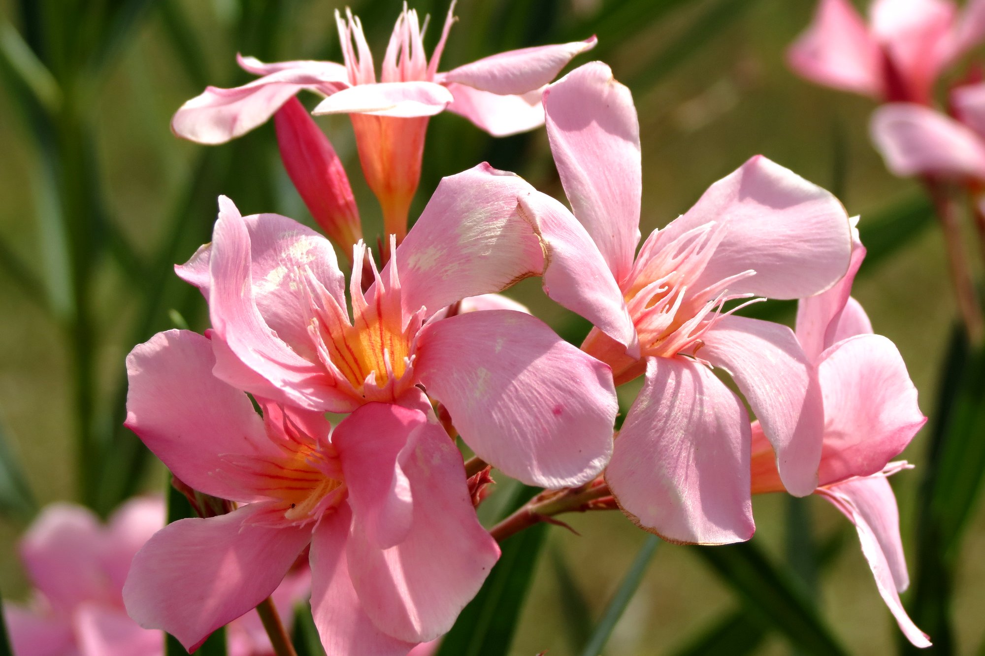 Fonds d'cran Nature Fleurs 