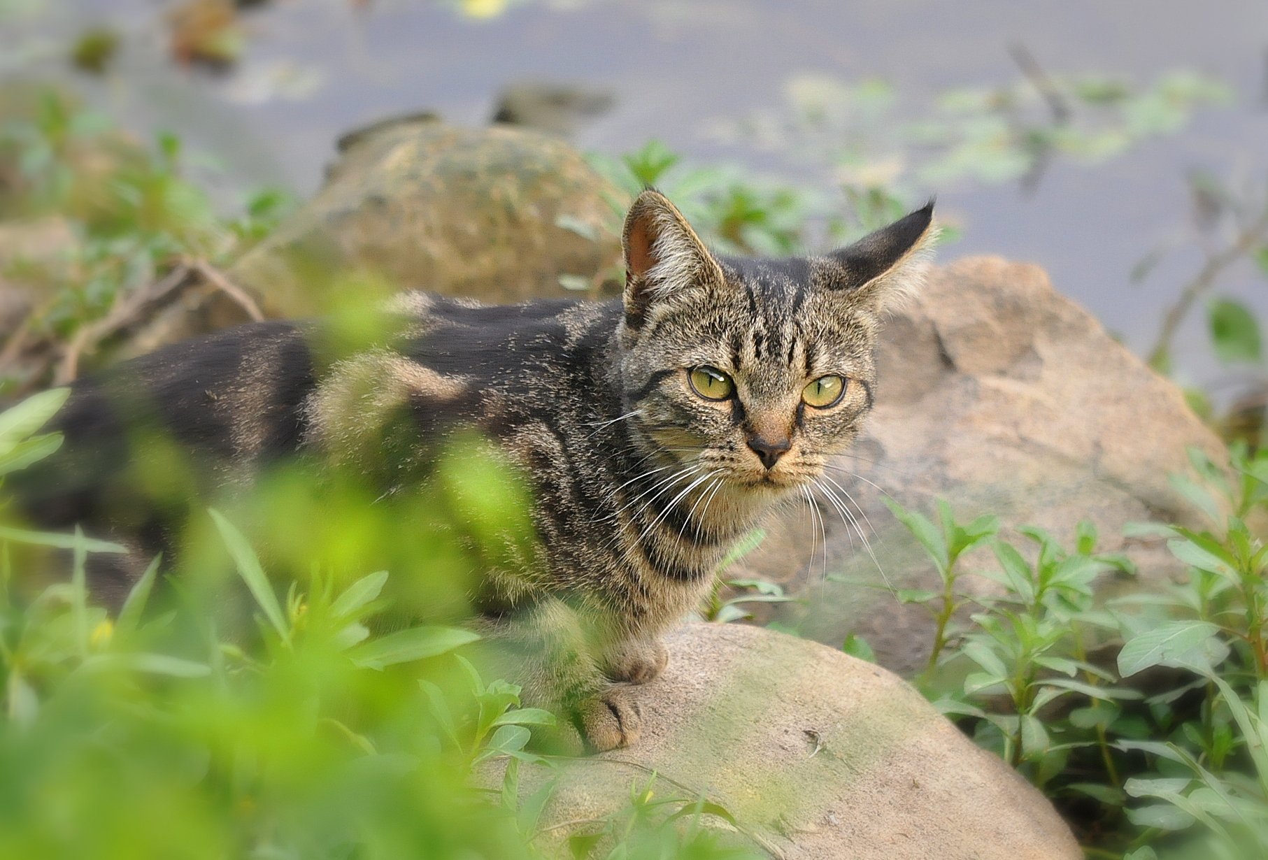 Fonds d'cran Animaux Chats - Chatons Chat aux yeux verts 