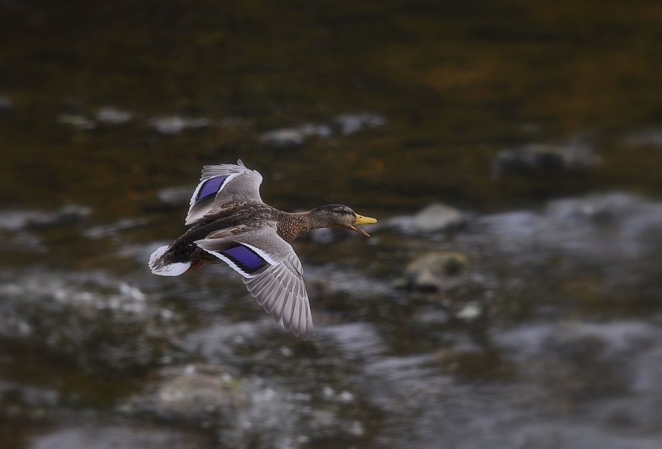 Fonds d'cran Animaux Oiseaux - Canards Canard colvert