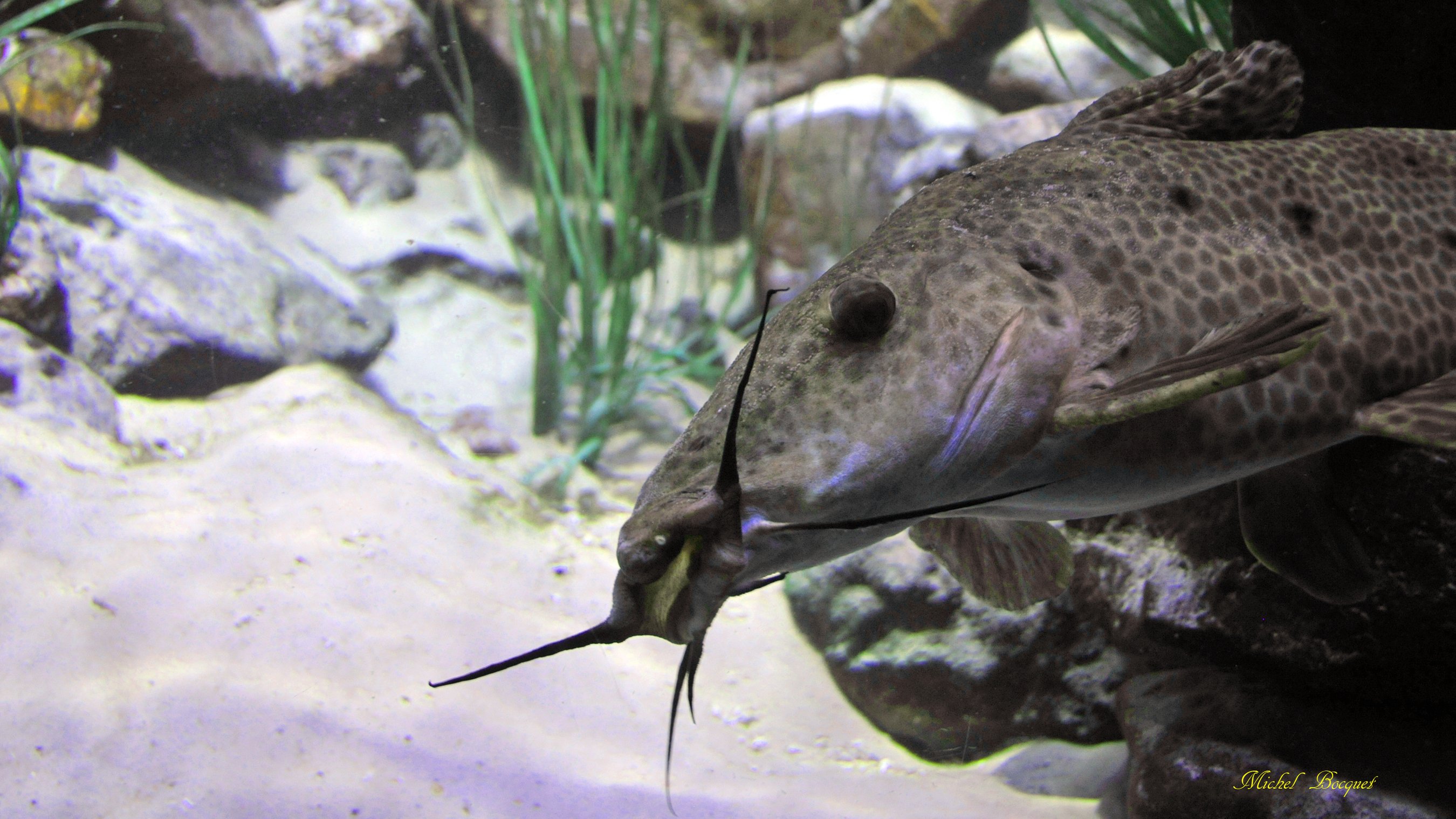 Fonds d'cran Animaux Vie marine - Poissons Poisson du zoo d'Amsterdam