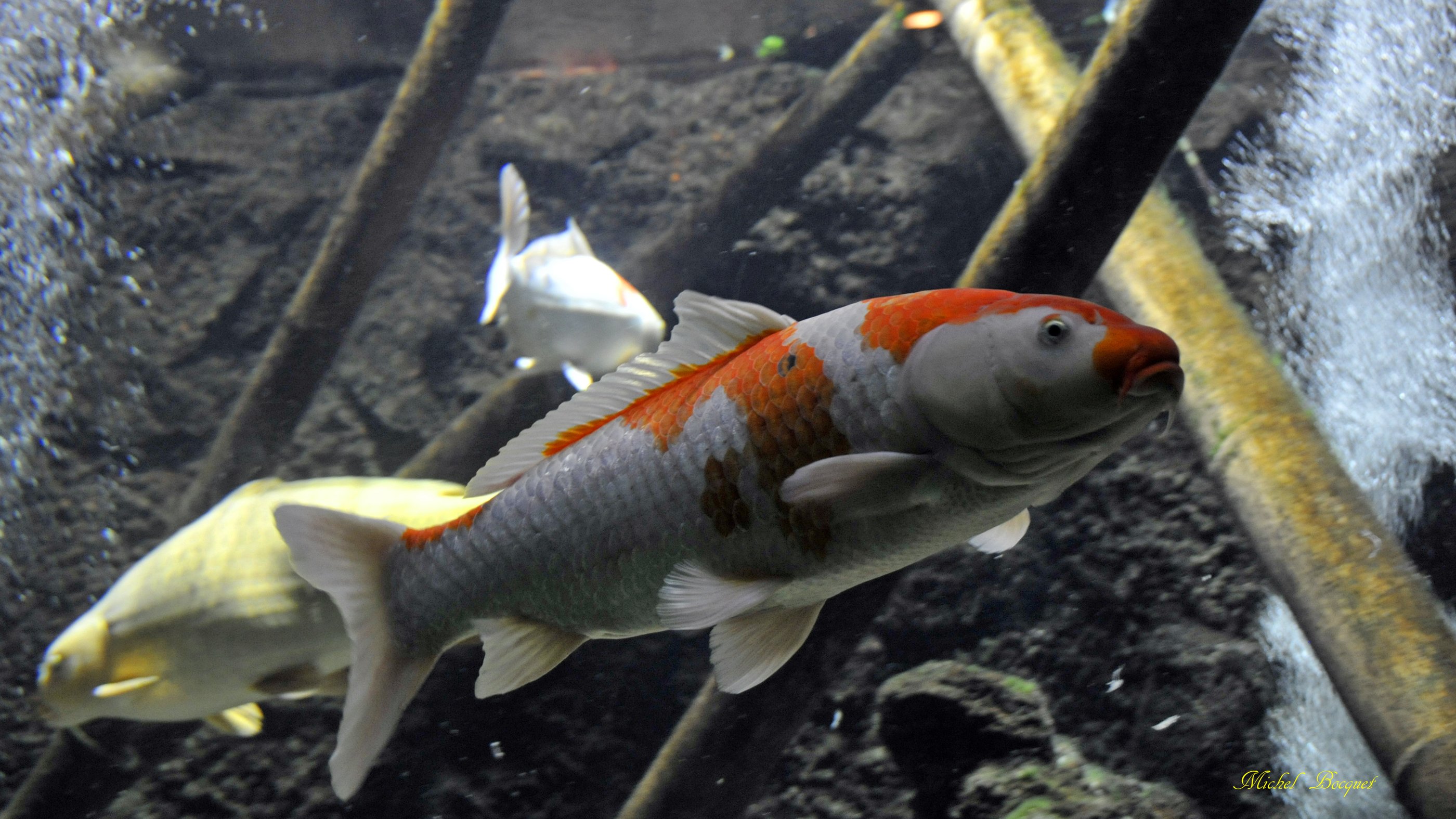 Fonds d'cran Animaux Vie marine - Poissons Poisson du zoo d'Amsterdam