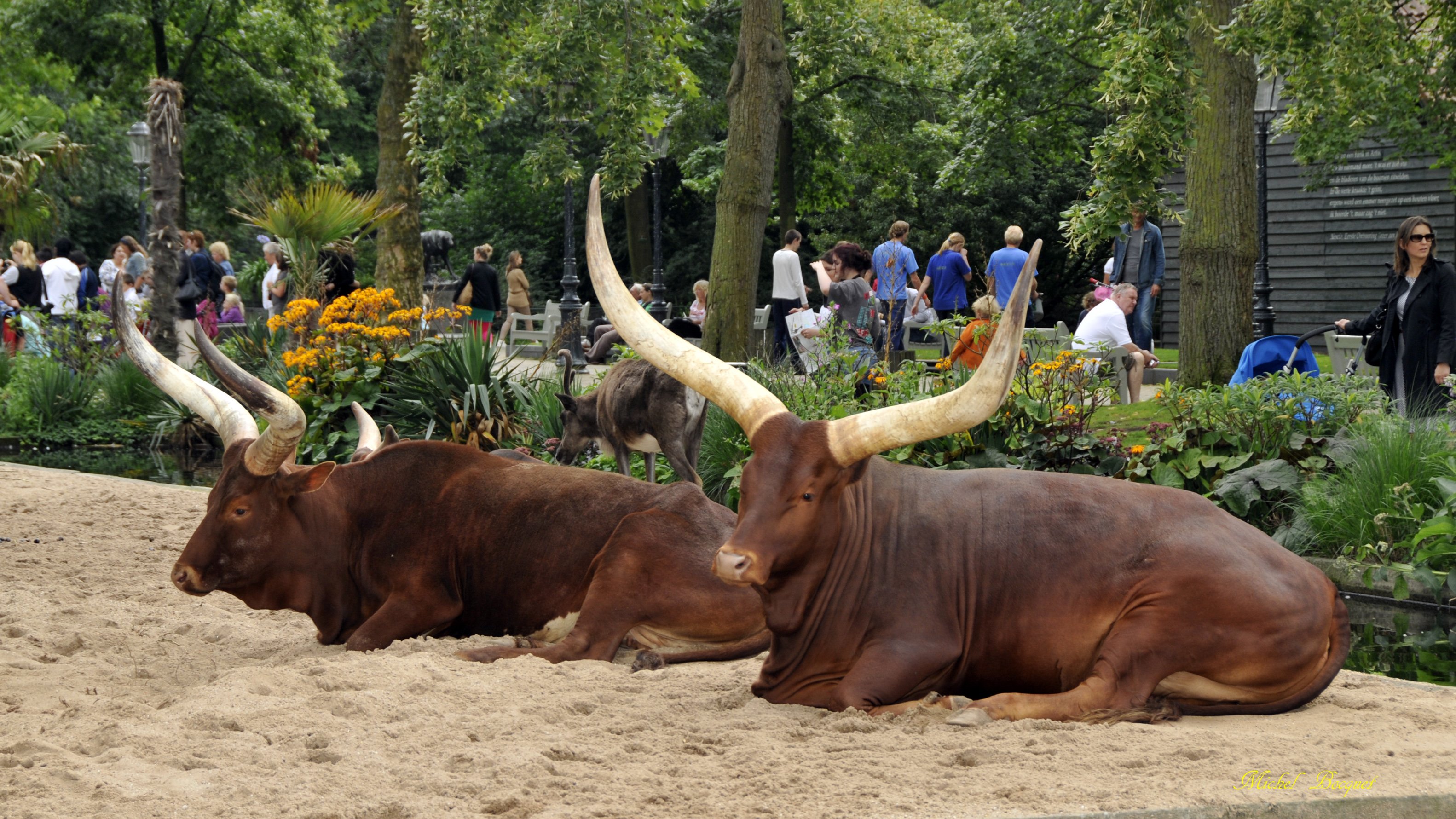 Fonds d'cran Animaux Zbus Zbus du zoo d'Amsterdam