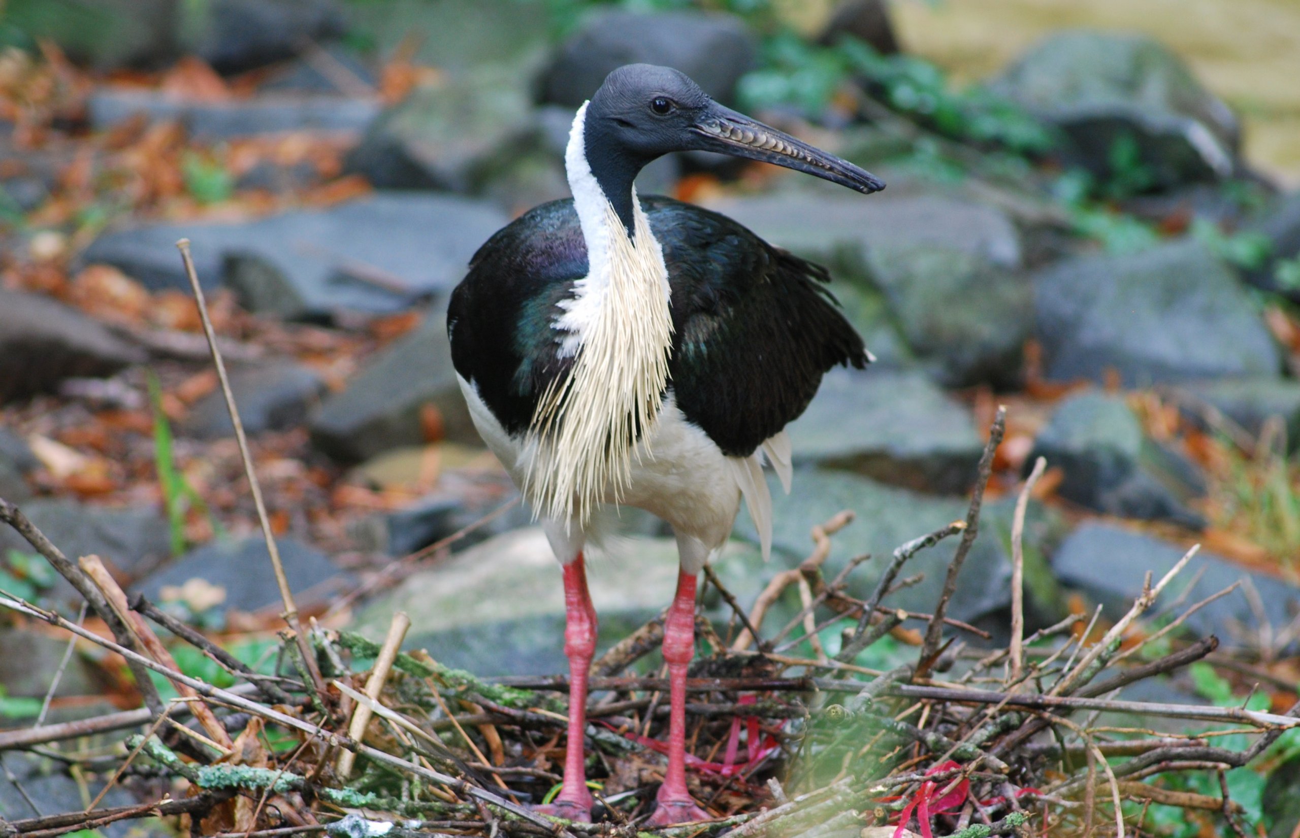 Fonds d'cran Animaux Oiseaux - Divers 