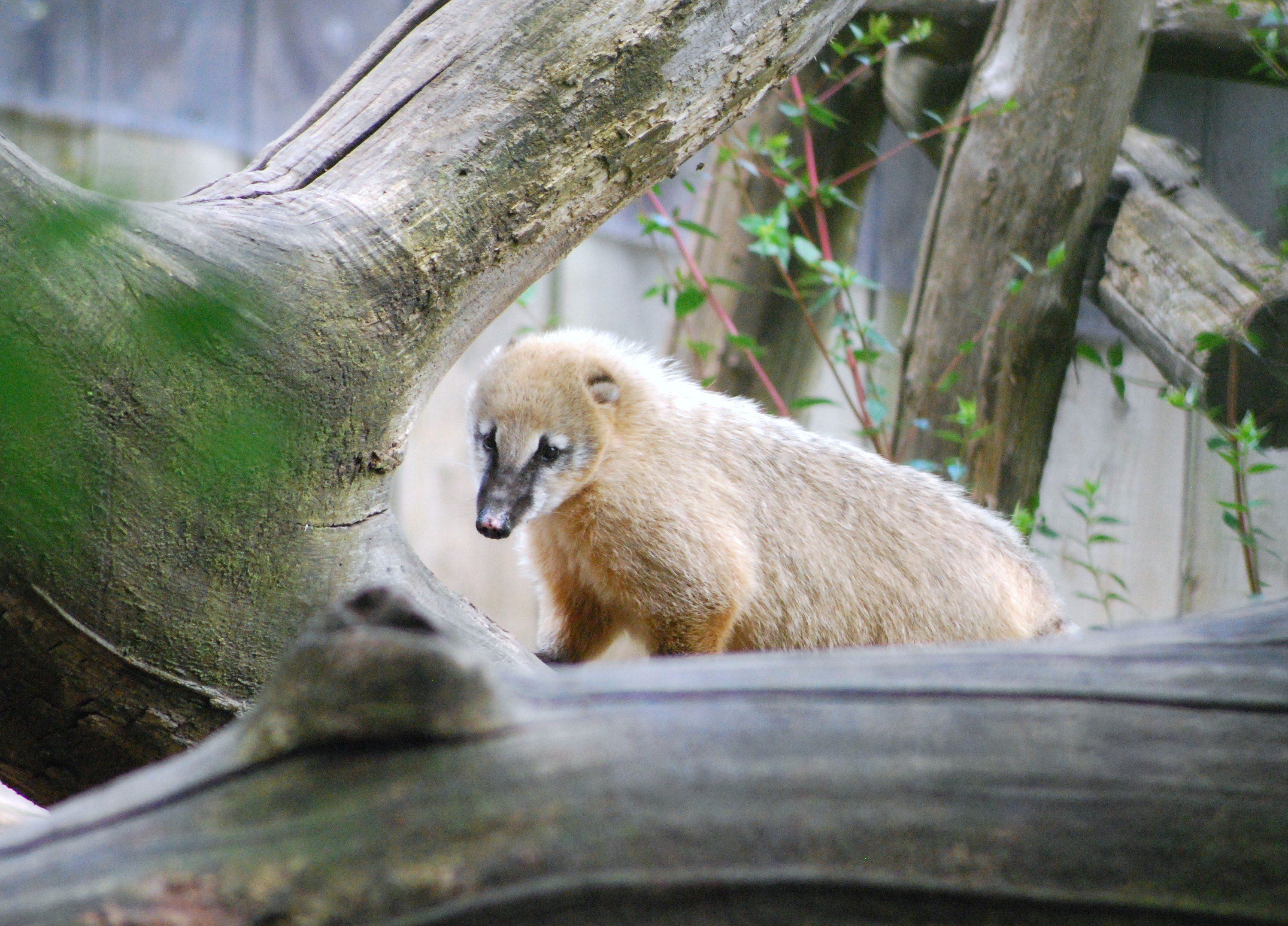 Wallpapers Animals Mongoose 