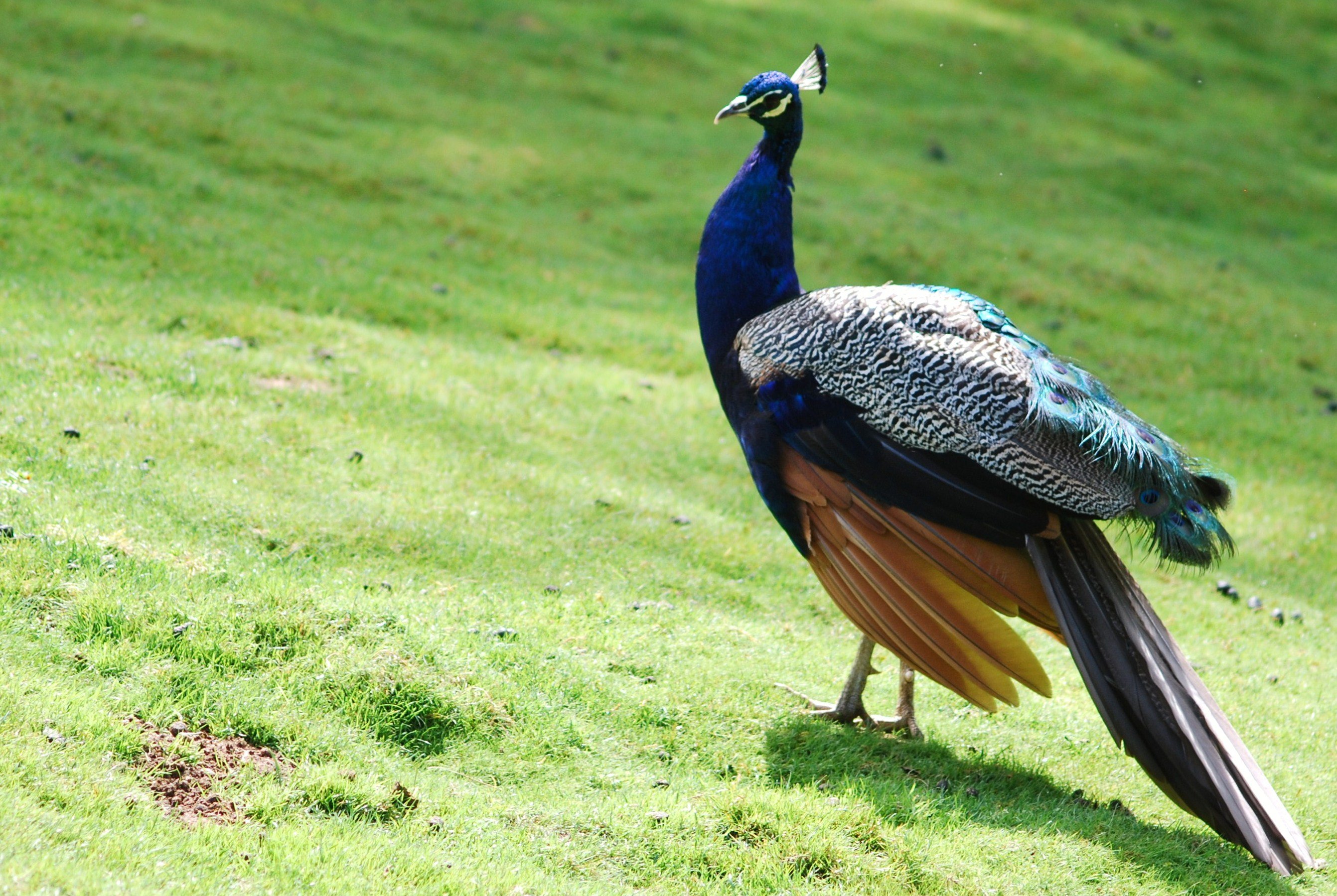 Fonds d'cran Animaux Oiseaux - Paons 