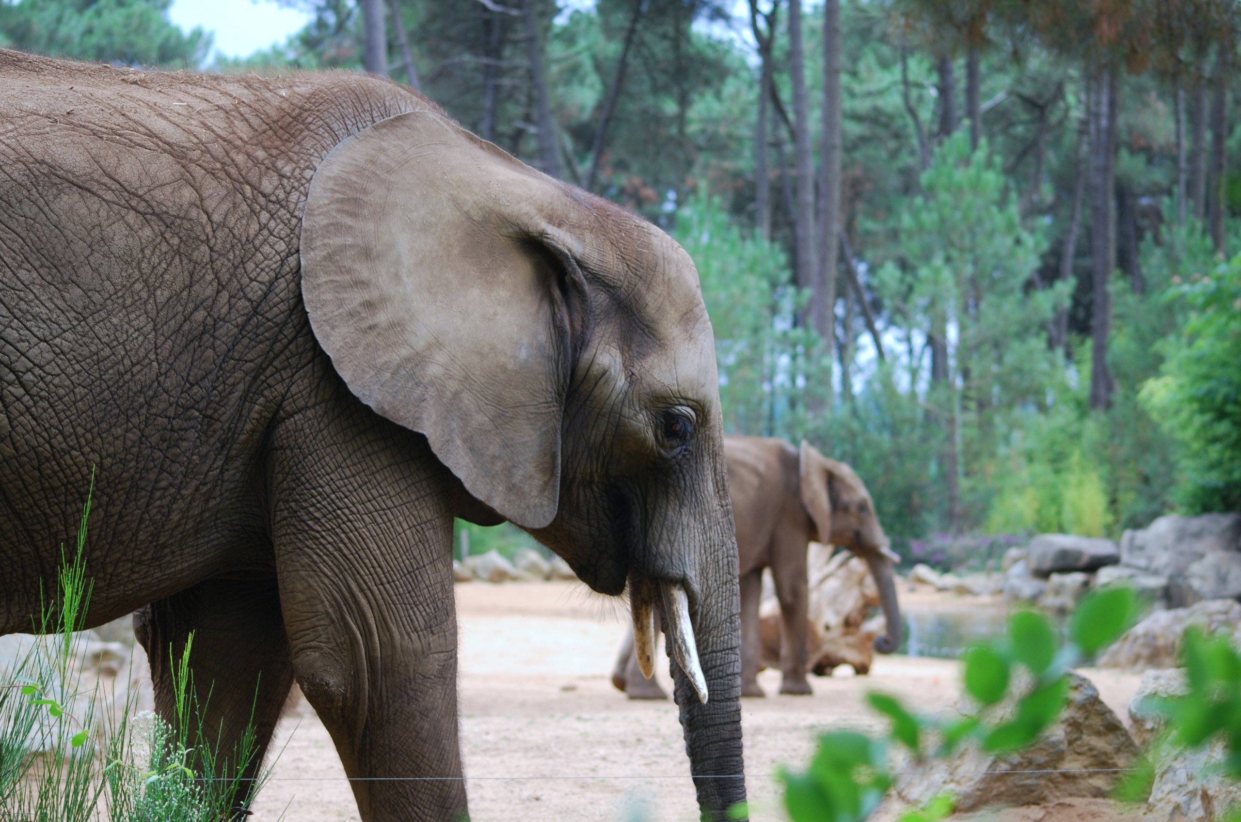 Fonds d'cran Animaux Elphants 