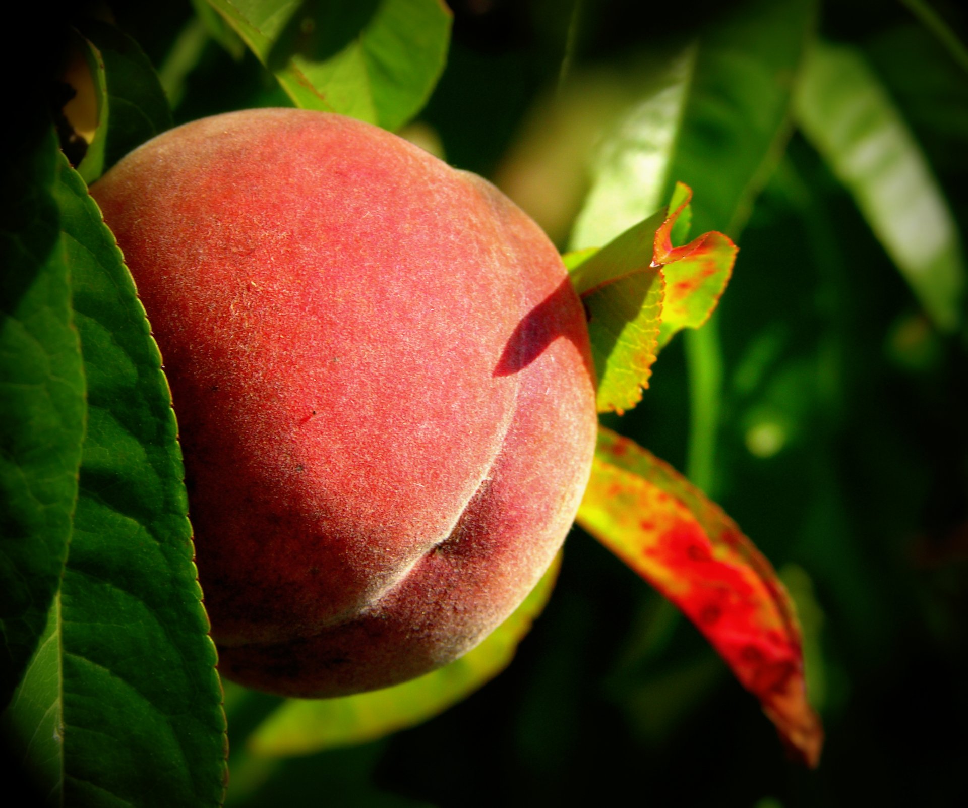 Fonds d'cran Nature Fruits 