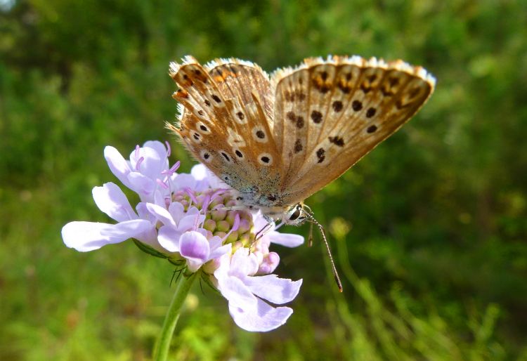 Fonds d'cran Animaux Insectes - Papillons L'Argus bleu-nacr femelle